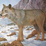 Мишень армированная Волк JVD Animal Face Wolf